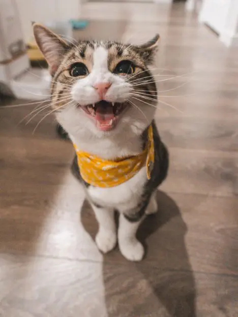 Sitting cat with yellow hand care chief in neck