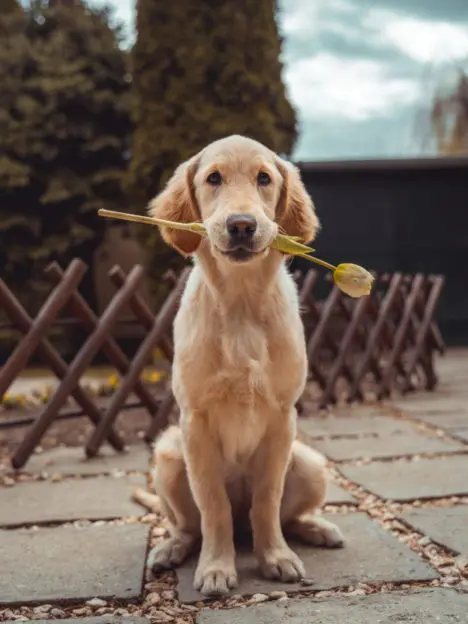 Sitting dog with rose
