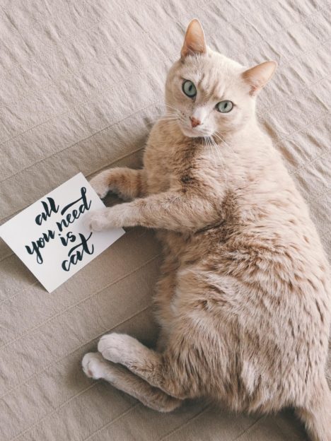 Mid coated brown cat laying down holding a sign that reads All You Need Is Cat