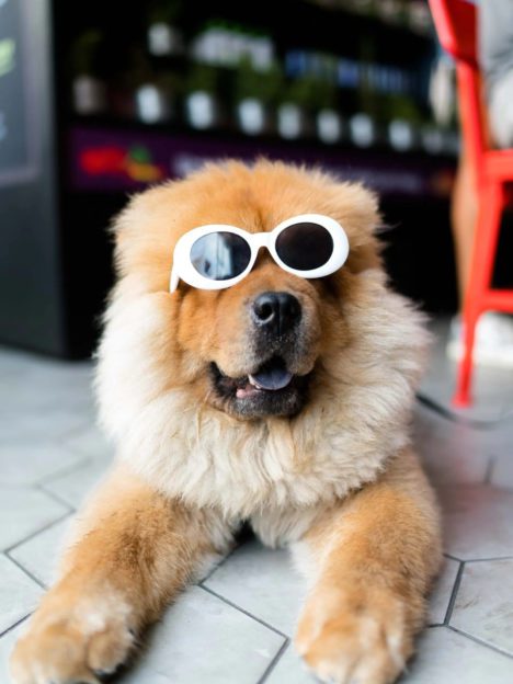 Light brown chow chow dog laying down wearing cool white sunglasses