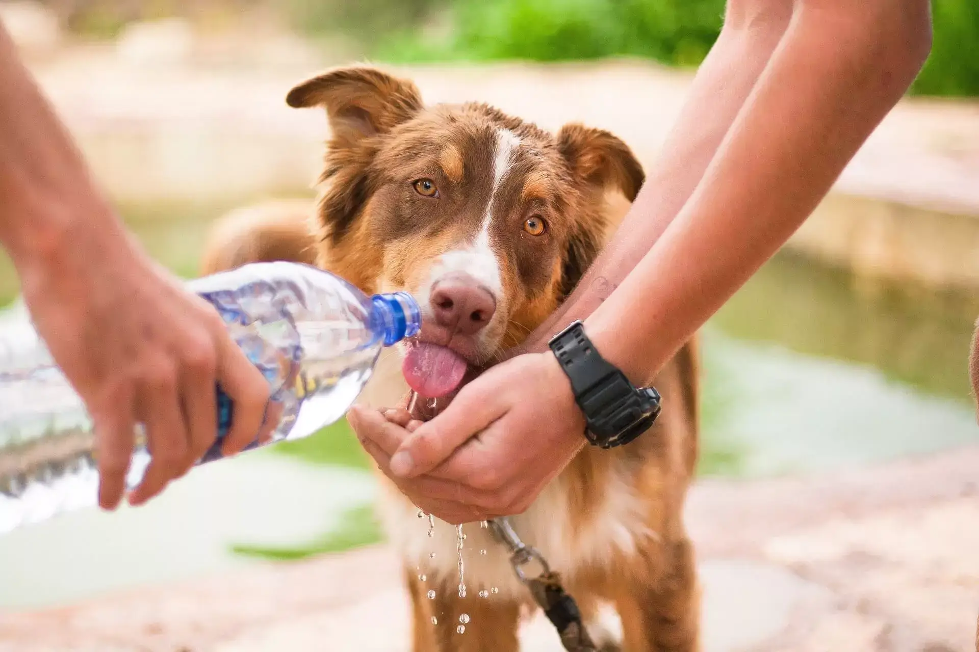 dog drinking water being poured from a bottle