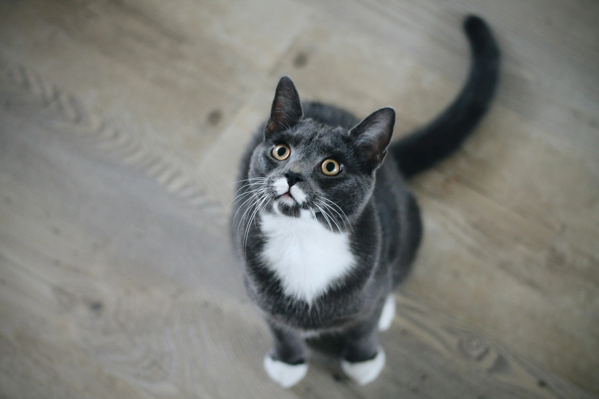 A grey and white tuxedo cat sitting on a wooden floor.