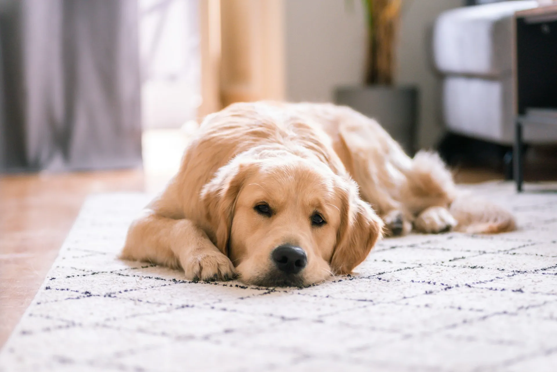 A golden retriever lying down flat on its stomach on a white patterned area rug indoors.