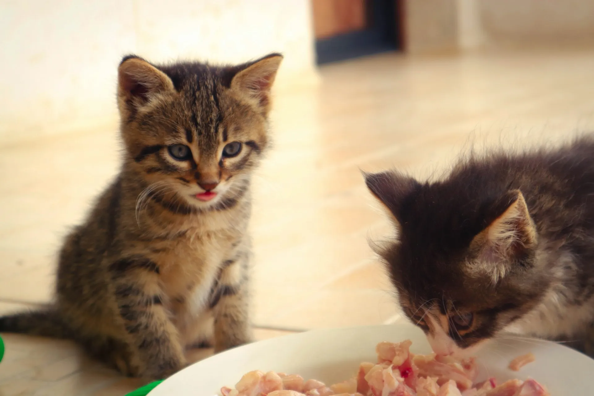 Two kittens; a dark-colored kitten eats a raw food, while another kitten sits upright.