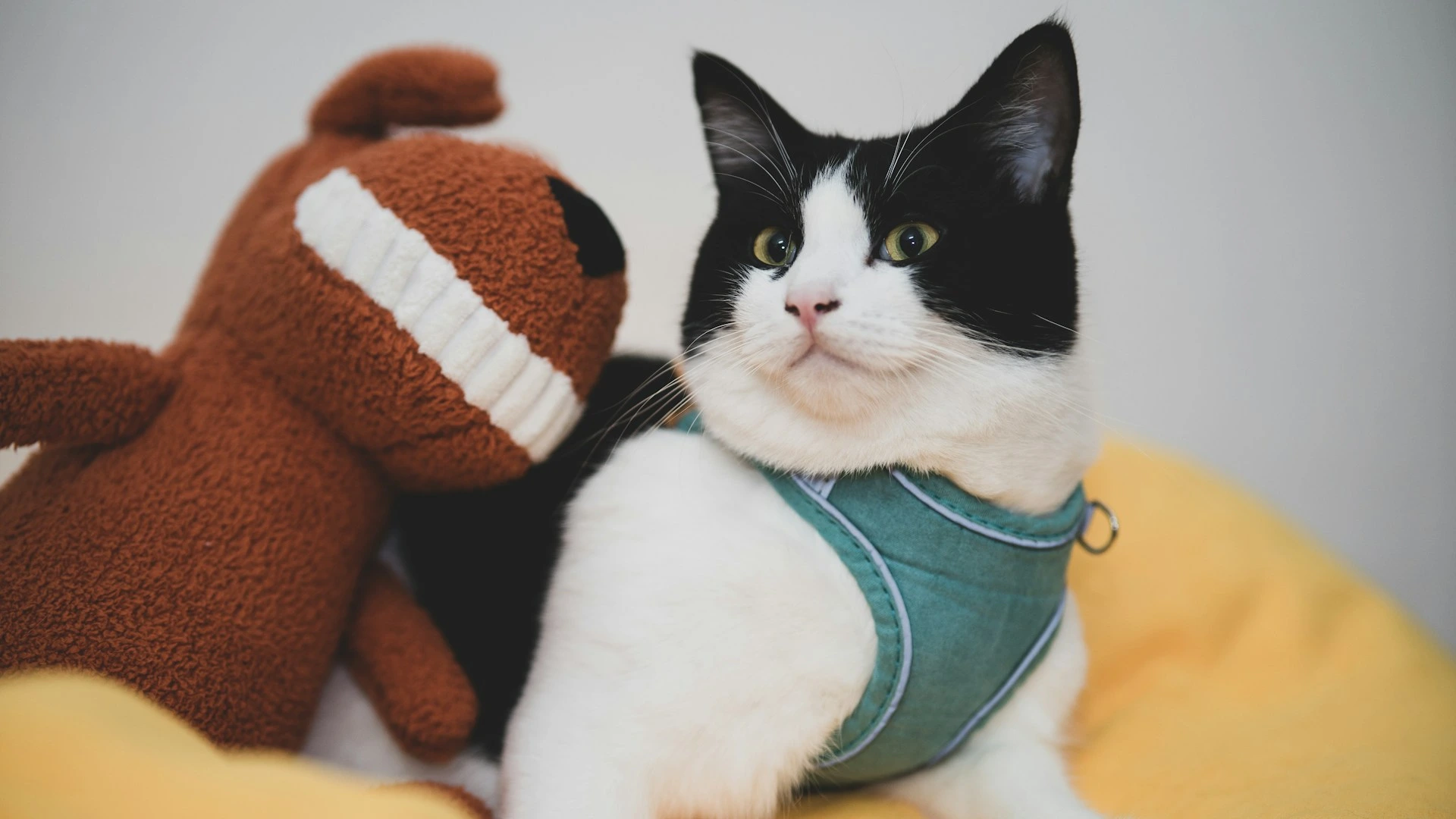 A tuxedo cat wearing a teal harness, sitting on a yellow surface next to a brown plush toy.