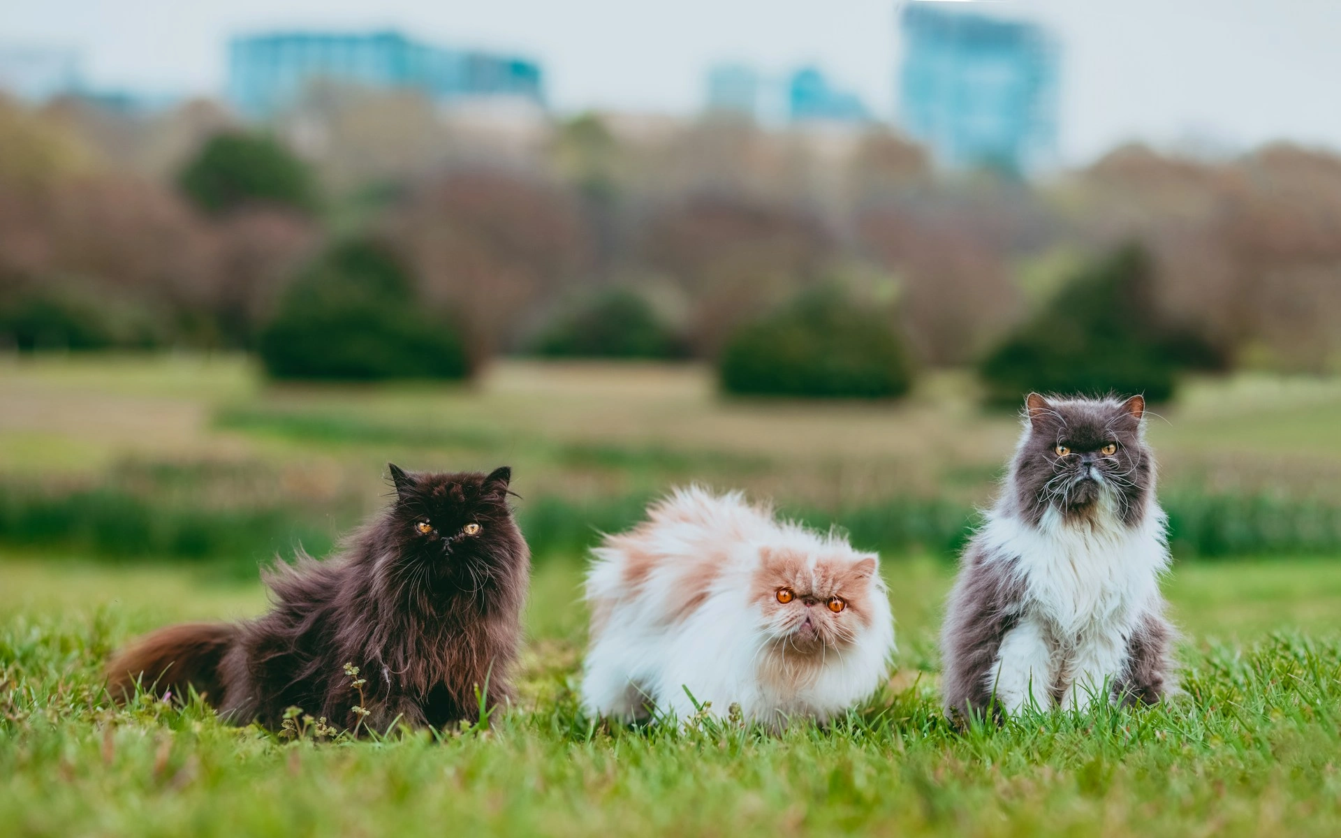 Three persian cats sitting side-by-side on a green grassy field.