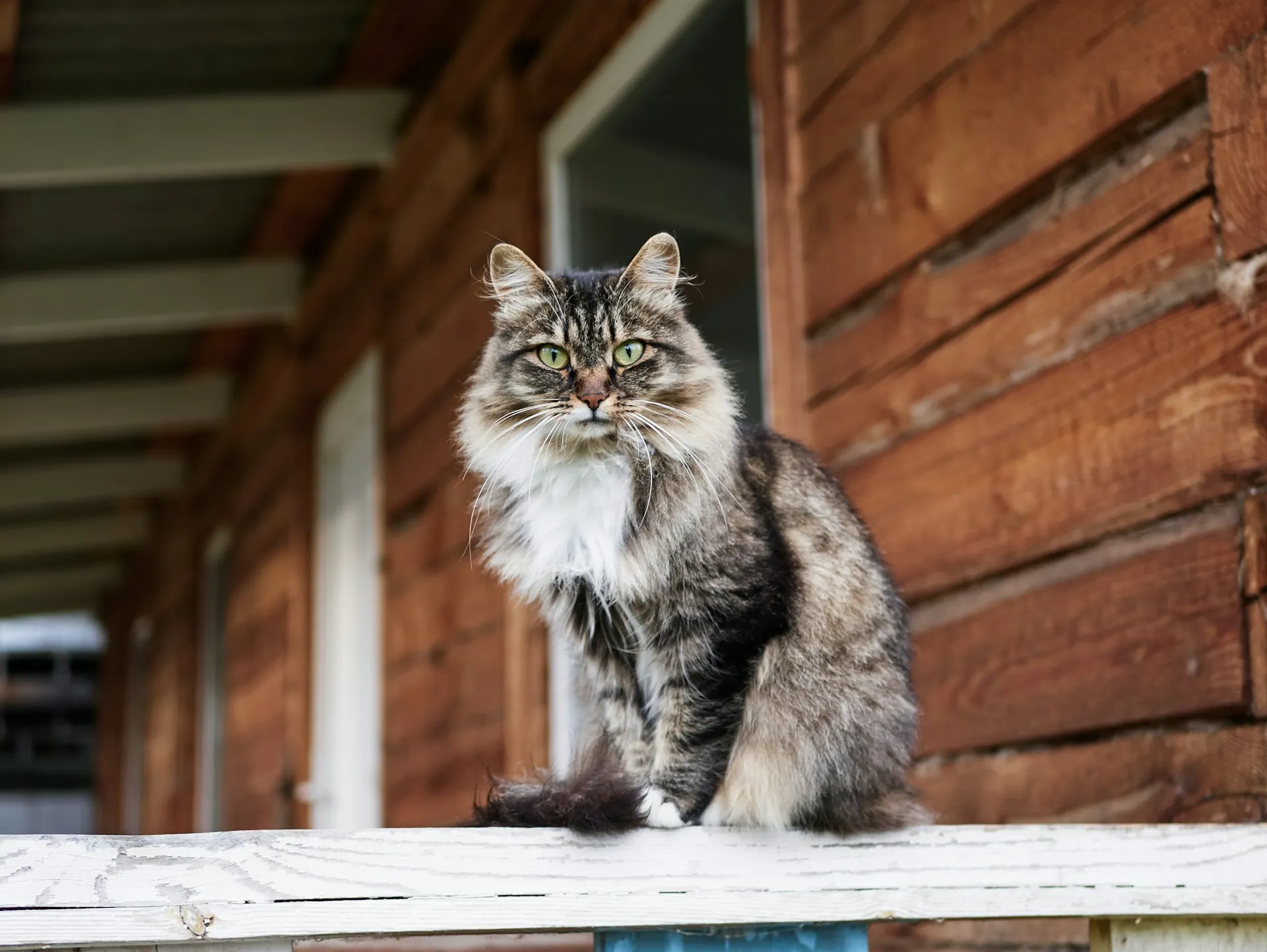 A cat with a brown tabby pattern and a white chest sitting on a white painted railing.
