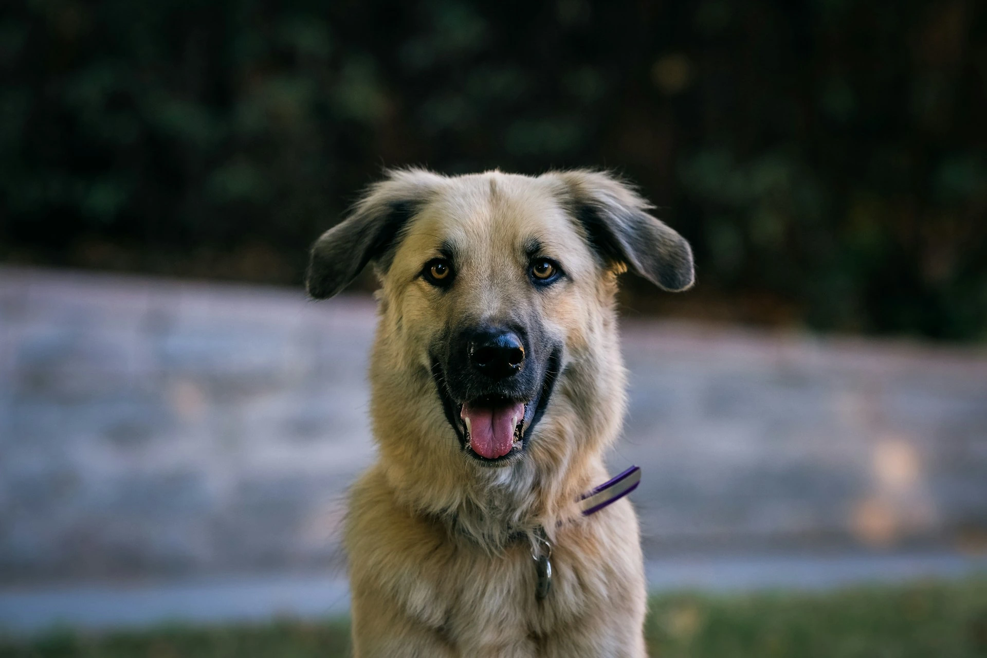 A tan dog looking directly forward with its mouth slightly open and tongue out.
